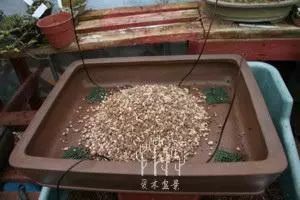 图解 枫树盆景的翻盆换土的处理技巧