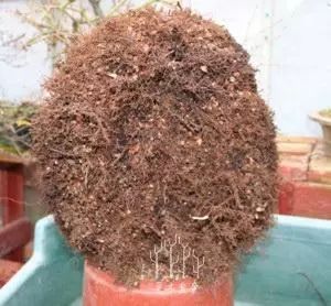 图解 枫树盆景的翻盆换土的处理技巧