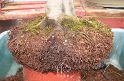 图解 枫树盆景的翻盆换土的处理技巧