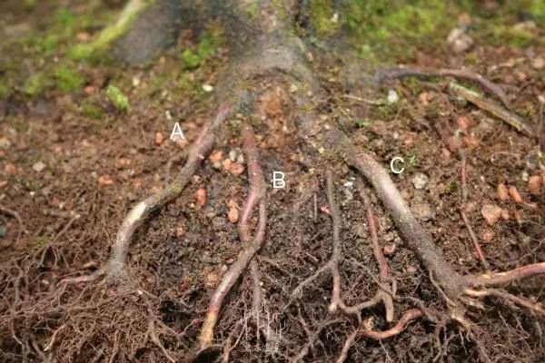 图解 枫树盆景的翻盆换土的处理技巧