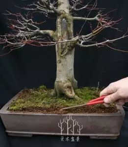 图解 枫树盆景的翻盆换土的处理技巧