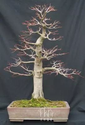 图解 枫树盆景的翻盆换土的处理技巧