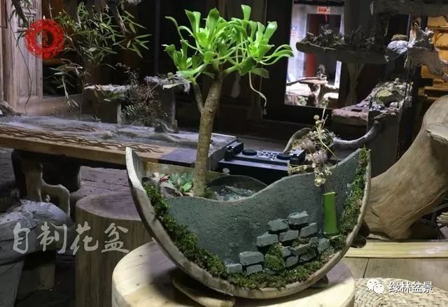 玩盆景的5个步骤 养坯 造型 上盆 配石 铺藓