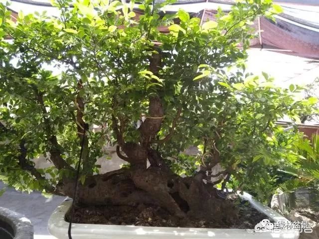 玩盆景的5个步骤 养坯 造型 上盆 配石 铺藓