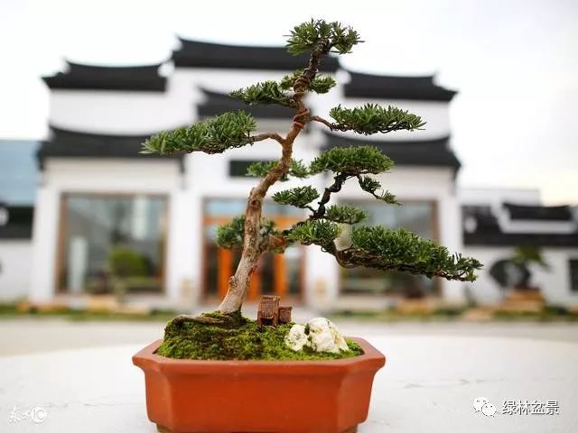 玩盆景的5个步骤 养坯 造型 上盆 配石 铺藓