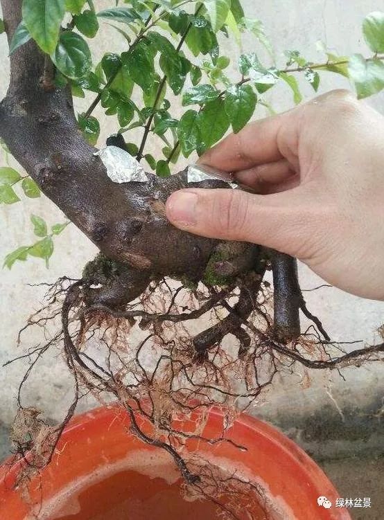 玩盆景的5个步骤 养坯 造型 上盆 配石 铺藓