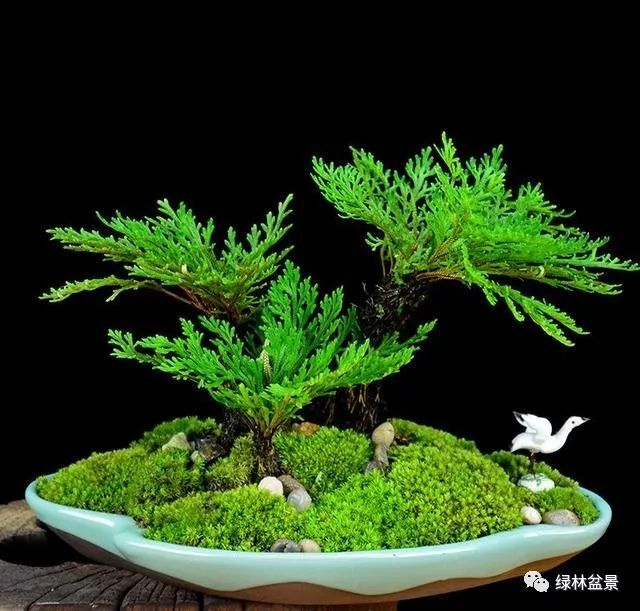 玩盆景的5个步骤 养坯 造型 上盆 配石 铺藓