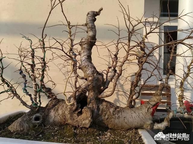 玩盆景的5个步骤 养坯 造型 上盆 配石 铺藓