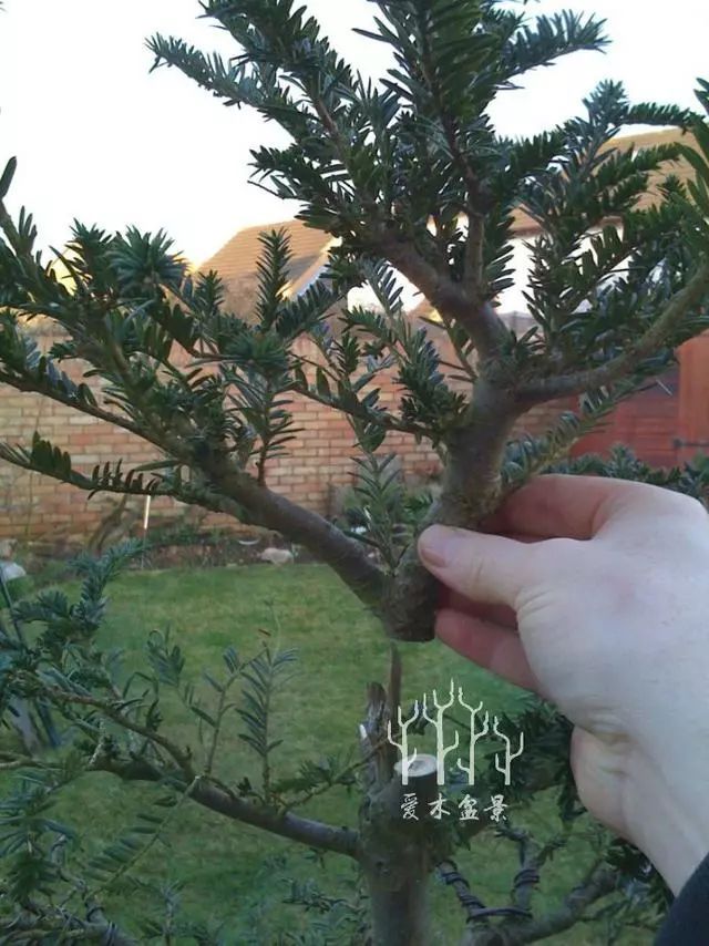 图解 紫杉盆景制作示范的全过程 13幅