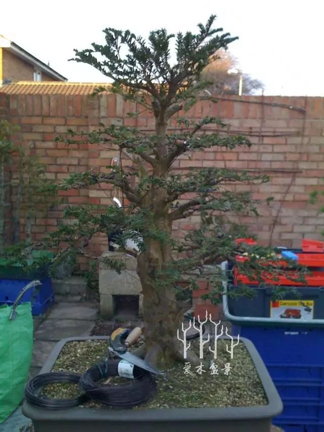 图解 紫杉盆景制作示范的全过程 13幅