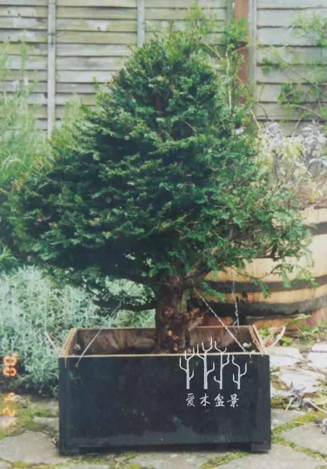 图解 紫杉盆景制作示范的全过程 13幅