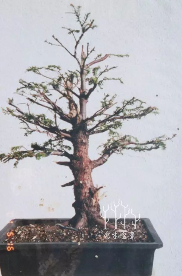 图解 紫杉盆景制作示范的全过程 13幅