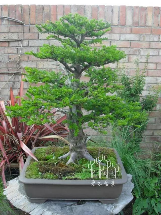 图解 紫杉盆景制作示范的全过程 13幅