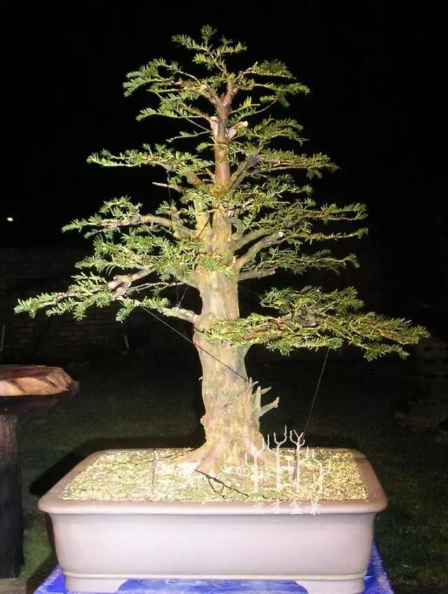 图解 紫杉盆景制作示范的全过程 13幅