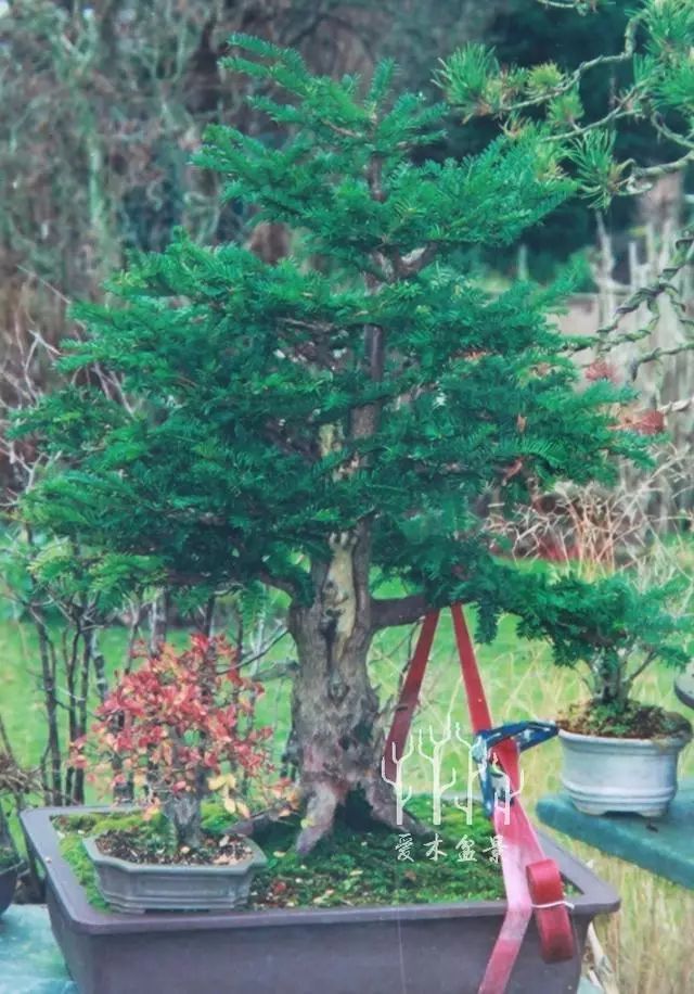 图解 紫杉盆景制作示范的全过程 13幅