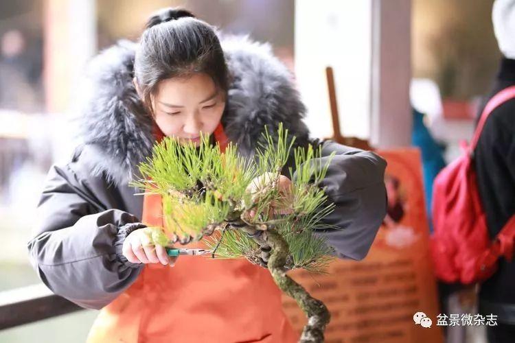 万松草堂女主人于米的盆景世界