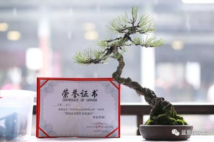 万松草堂女主人于米的盆景世界