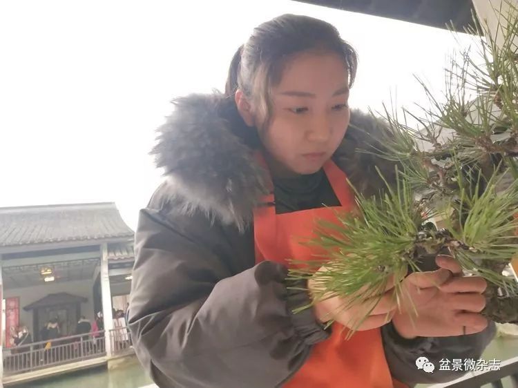 万松草堂女主人于米的盆景世界