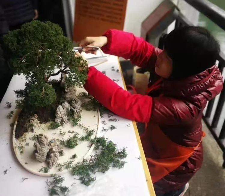 上海盆景赏石协会理事 胡林波