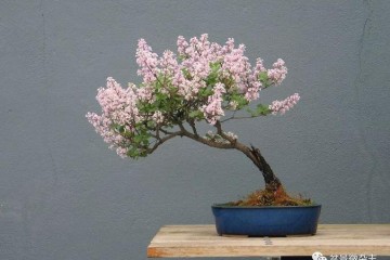 盆景作者不应回避政治 相反地 要讲政治