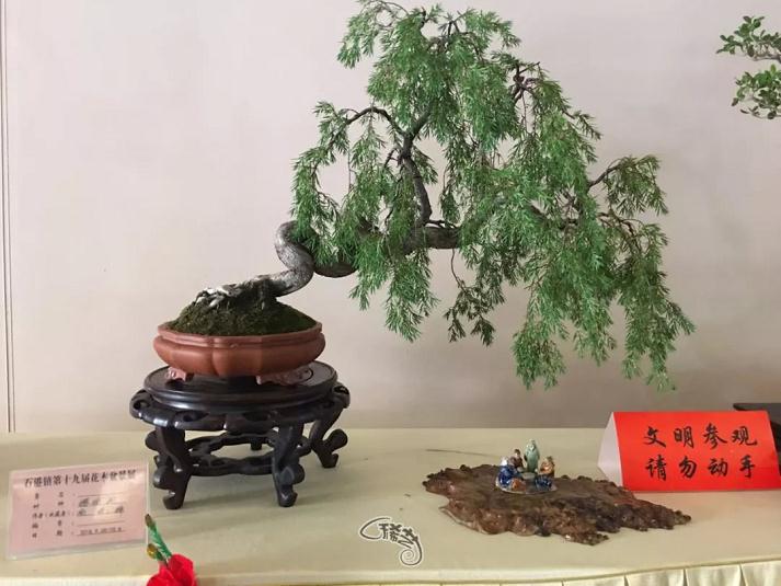 南山寺中的那些精致盆景