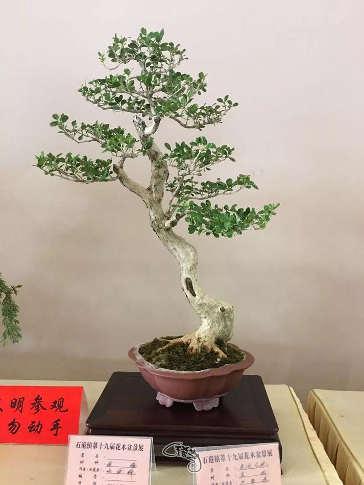 南山寺中的那些精致盆景