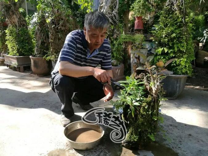 四川凉山彝族自治州盆景大师 朱师傅