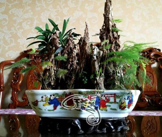 四川凉山彝族自治州盆景大师 朱师傅