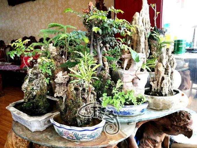 四川凉山彝族自治州盆景大师 朱师傅