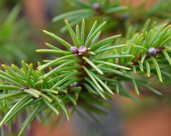 图解 老外怎么盘扎虾夷盆景的13个过程