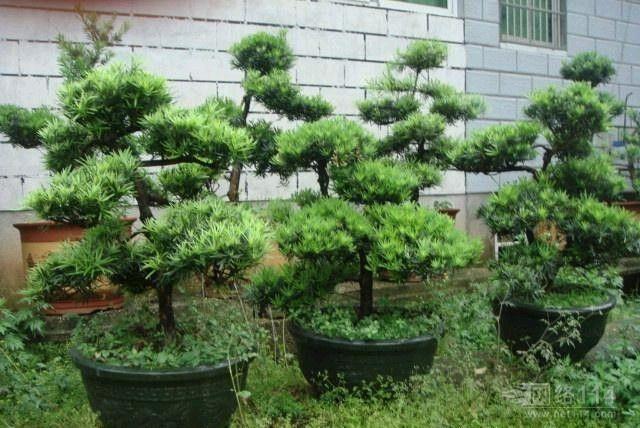 罗汉松盆景的松针叶子发黄了？原因有6点