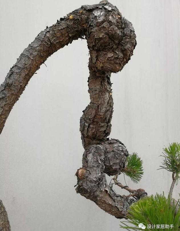 图解 通过拿弯技术 让山松盆景价值翻了5番