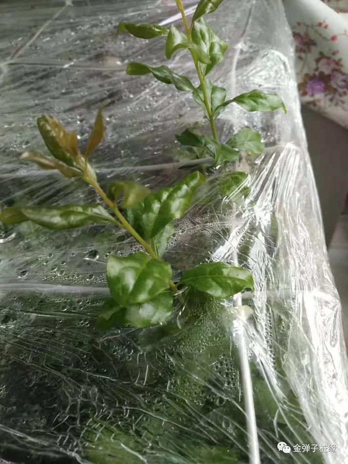 金弹子下山桩怎么快速发根 催芽技术