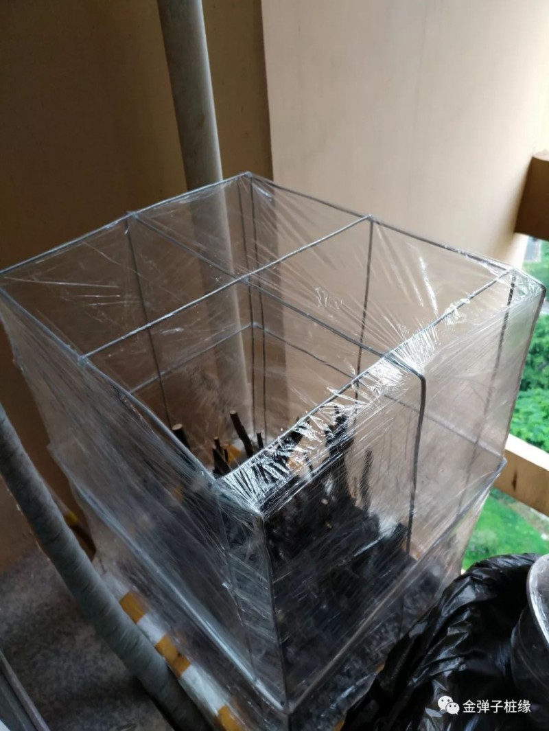 金弹子下山桩怎么快速发根 催芽技术