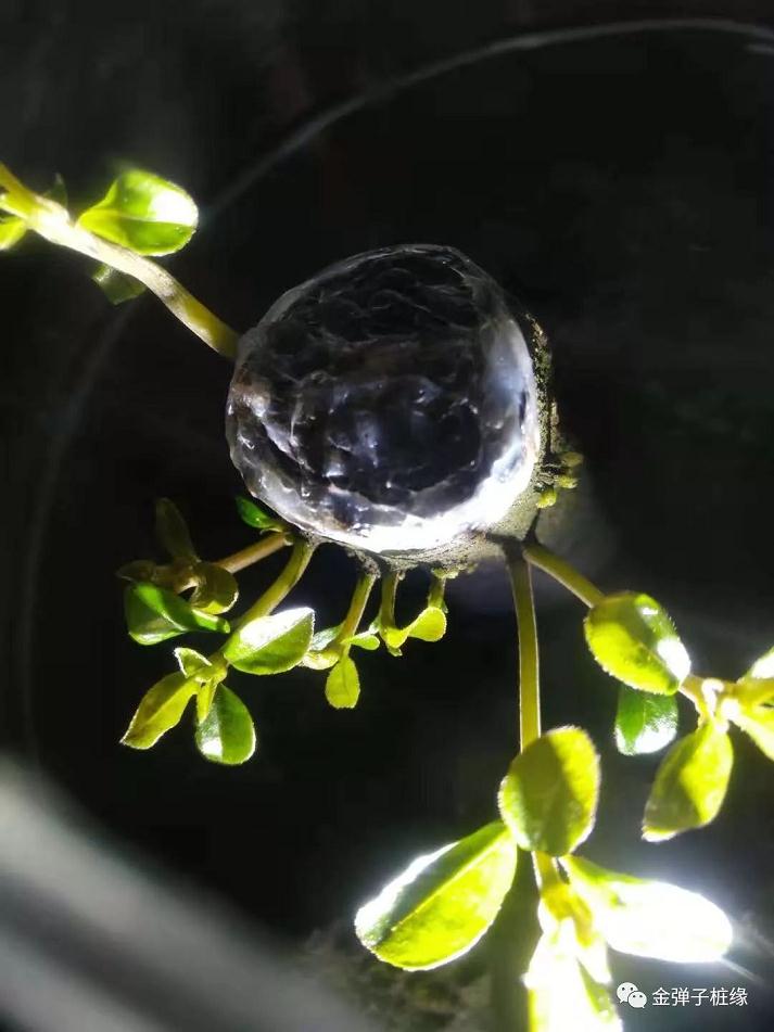金弹子下山桩怎么快速发根 催芽技术