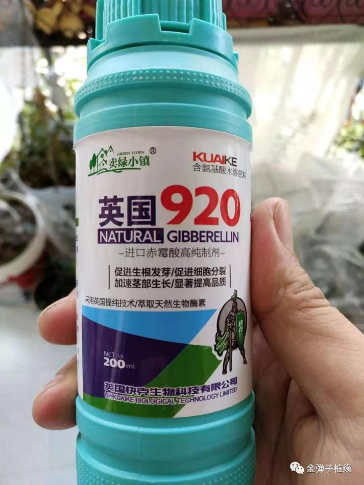 金弹子下山桩怎么快速发根 催芽技术