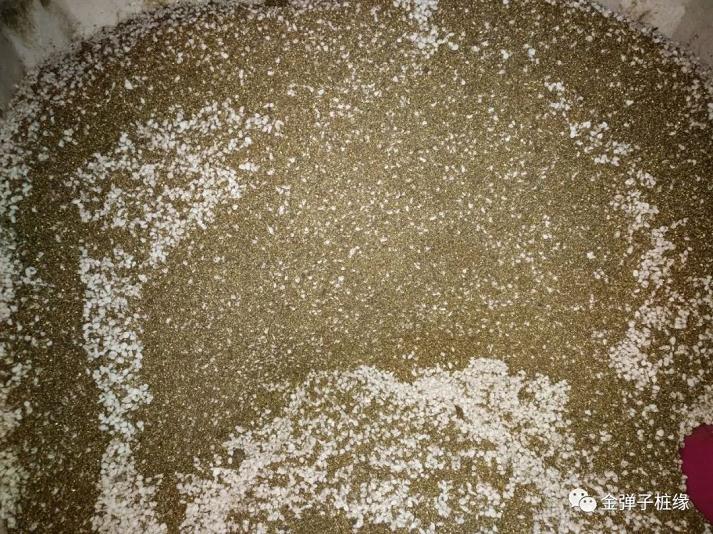 金弹子下山桩怎么快速发根 催芽技术