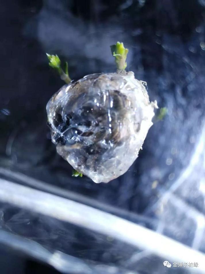 金弹子下山桩怎么快速发根 催芽技术