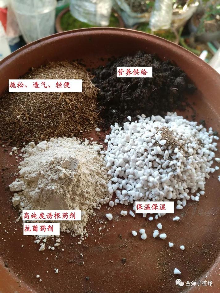 金弹子下山桩怎么快速发根 催芽技术