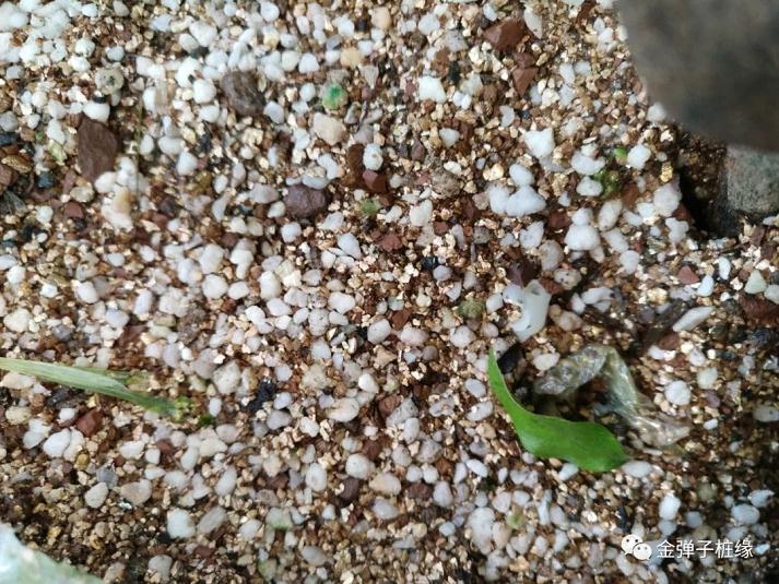 金弹子下山桩怎么快速发根 催芽技术