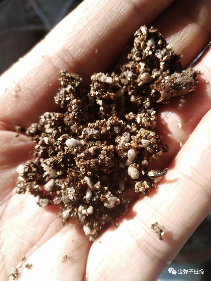 金弹子下山桩怎么快速发根 催芽技术
