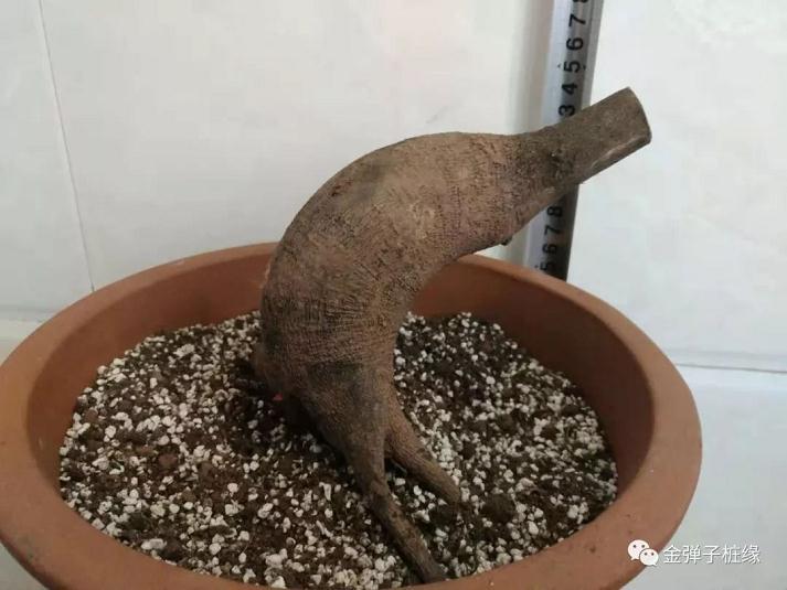 金弹子下山桩怎么快速发根 催芽技术