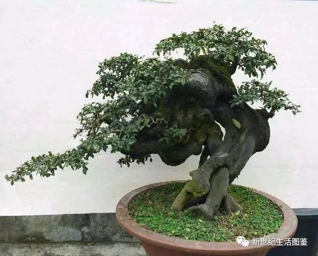 上百年的金弹子盆景 露根较多 树干粗壮