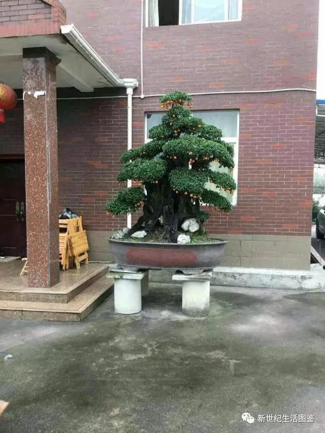 上百年的金弹子盆景 露根较多 树干粗壮