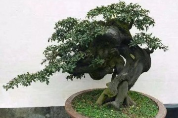 100年的金弹子老桩盆景 露根多 树干壮