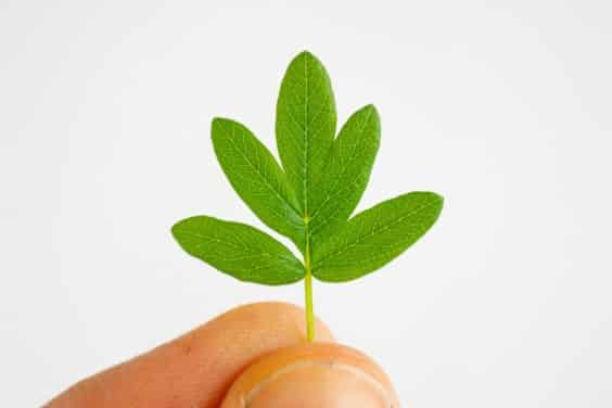 对蕨类盆景的修剪工作 图片