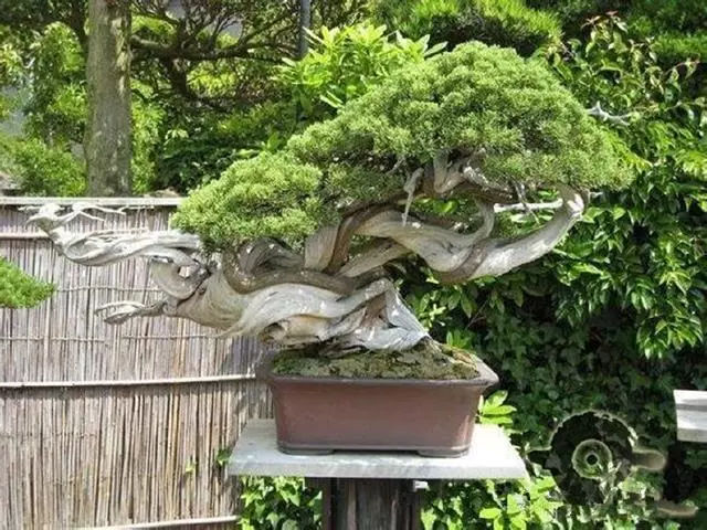 养了5年的崖柏下山桩 20000元价格都没有出手