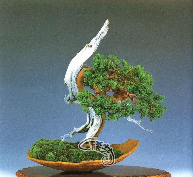 图解 盆景根盘的两种处理方法 22幅