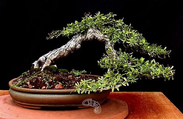 图解 盆景根盘的两种处理方法 22幅