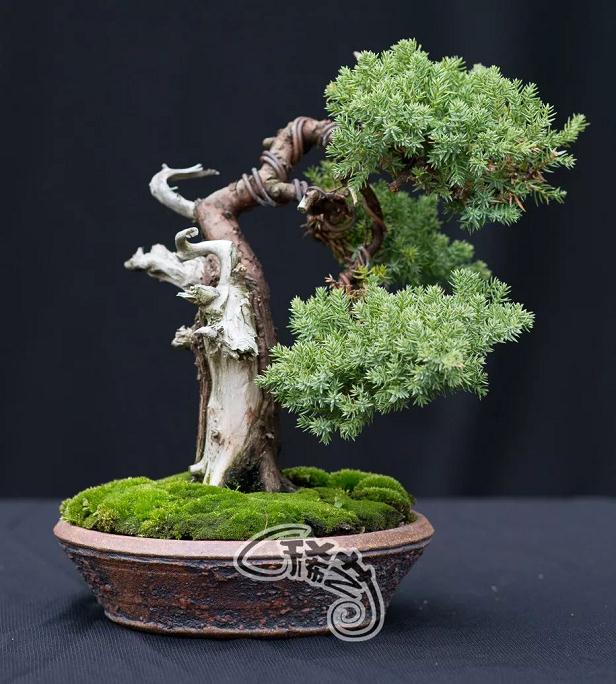 图解 盆景根盘的两种处理方法 22幅